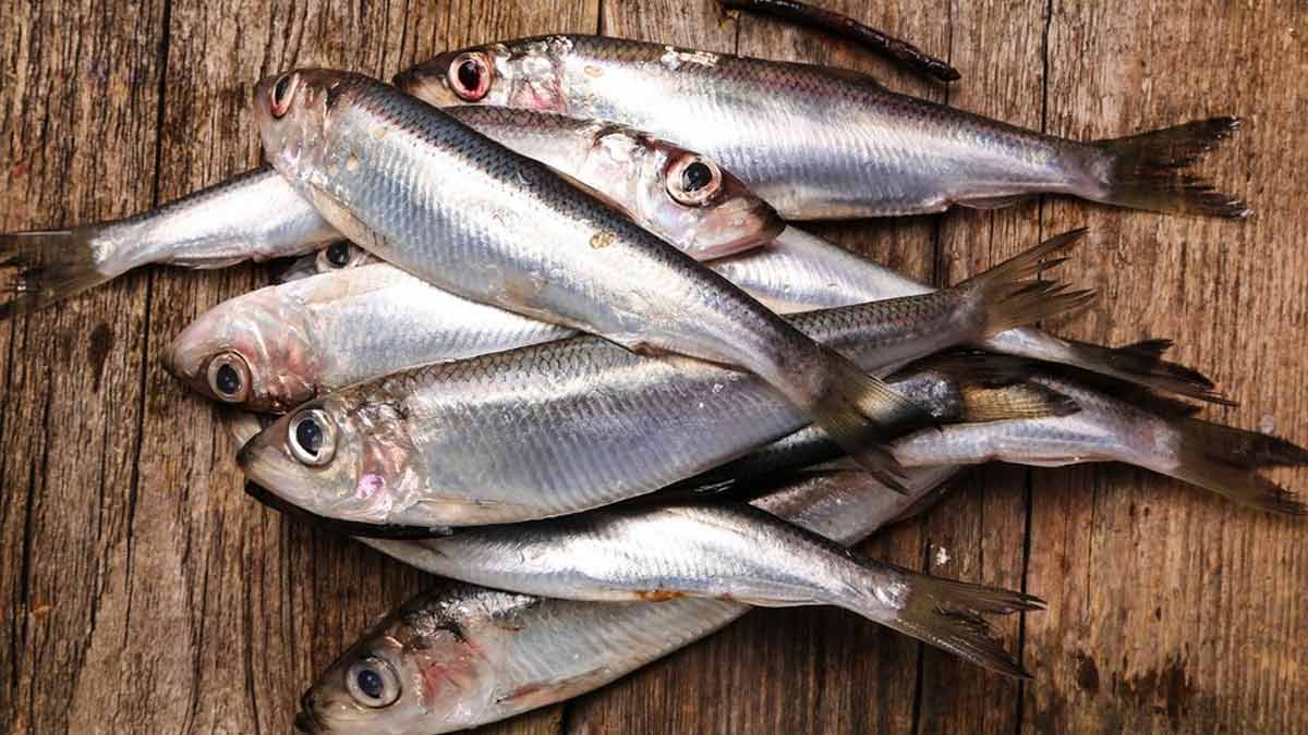 Have You Tried Sardines? 8 Health Benefits To Know 