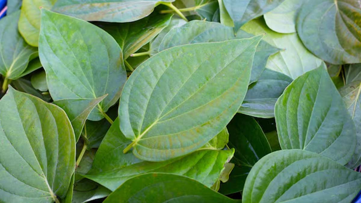 skin benefits of betel leaf water