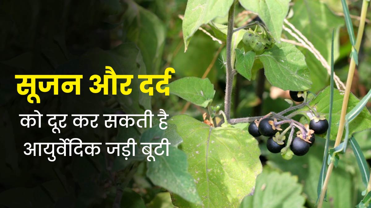 कई समस्याओं को दूर करने में असरदार है मकोय का पौधा, जानें इस्तेमाल का तरीका  