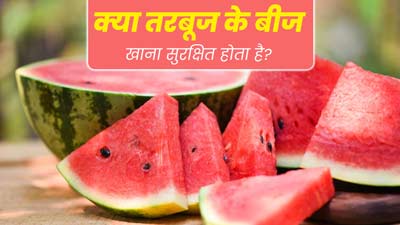 क्या तरबूज के बीजों का सेवन सेहत के लिए सुरक्षित होता है? एक्सपर्ट से जानें 