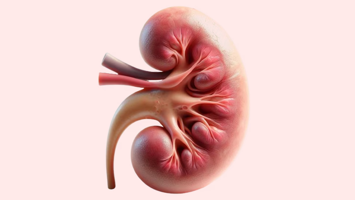 kidney