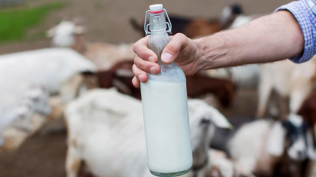 Goat Milk For Hair: Here Are Its Benefits And How to Use It