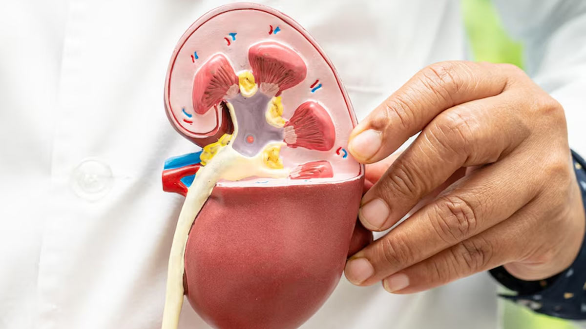 Stress And Sleep: How Lifestyle Factors Influence Renal Function