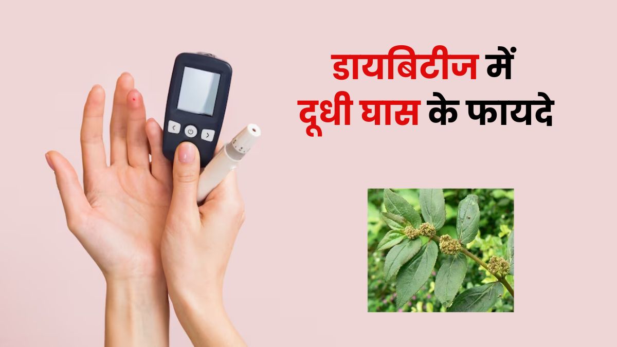 डायबिटीज के मरीजों के लिए रामबाण है दूधी घास, जानें कैसे करें सेवन