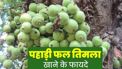 पहाड़ी फल तिमला खाने से सेहत को मिलते हैं ये 6 जबरदस्त फायदे, आप भी कर सकते हैं डाइट में शामिल