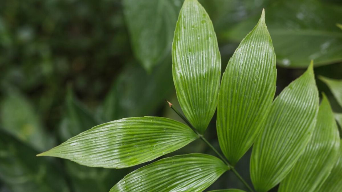 The Rubber Plant (Ficus Elastica) This beautiful plant offers a touch of the tropics indoors. The Rubber Plant's large, glossy leaves make a bold statement and are relatively low-maintenance. Just be sure to keep it out of reach of pets, as the leaves can be mildly toxic.  Care Tips: Water the Rubber Plant when the top inch of soil feels dry. Provide bright, indirect light for optimal growth. While it tolerates lower light conditions, avoid placing it in a constantly dark corner.
