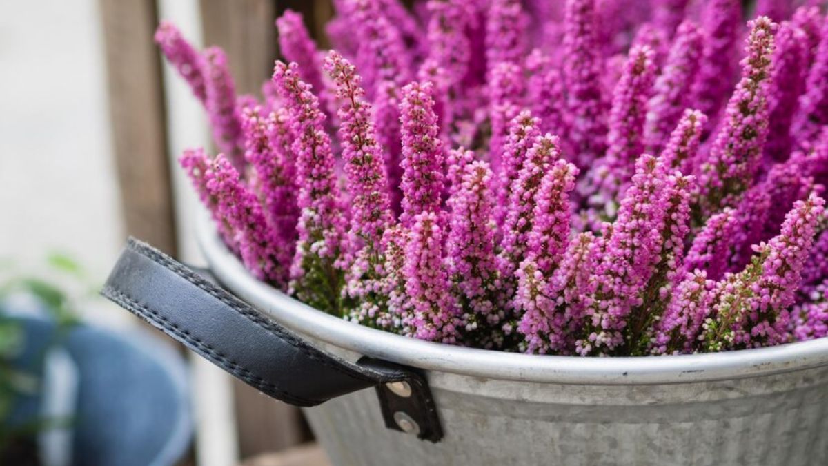 The Rubber Plant (Ficus Elastica) This beautiful plant offers a touch of the tropics indoors. The Rubber Plant's large, glossy leaves make a bold statement and are relatively low-maintenance. Just be sure to keep it out of reach of pets, as the leaves can be mildly toxic.  Care Tips: Water the Rubber Plant when the top inch of soil feels dry. Provide bright, indirect light for optimal growth. While it tolerates lower light conditions, avoid placing it in a constantly dark corner.