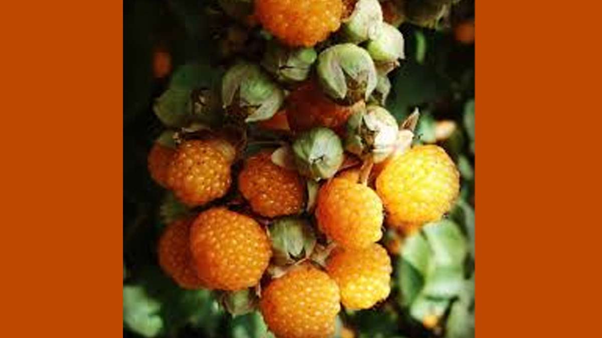 hisalu health benefits