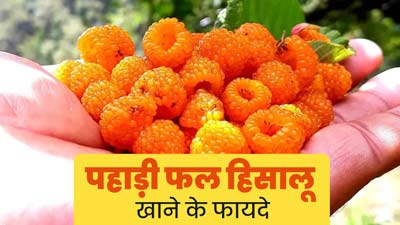 पहाड़ी फल हिसालू खाने से सेहत को मिलते हैं ये 5 जबरदस्त फायदे