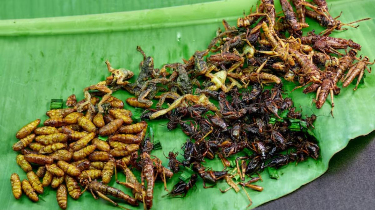 Experts Claim Insects As Best Source Of Dietary Protein: But Should You ...