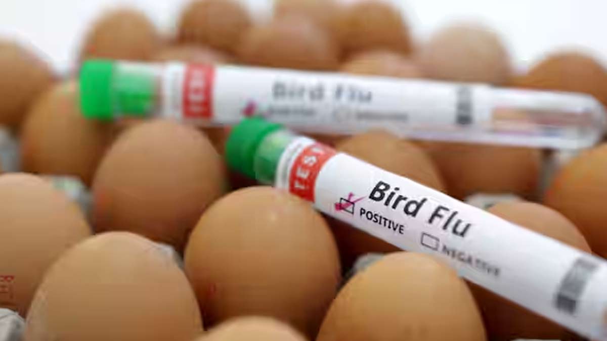 bird flu