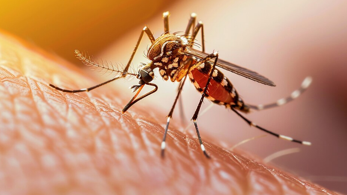 200+ Dengue Cases In Karnataka District In Last 6 Months: These ...