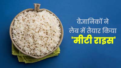 वैज्ञानिकों ने लैब में तैयार किया 'मीटी राइस', स्वाद और प्रोटीन में है मीट जैसा