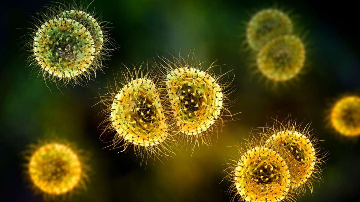 24 घंटे में मौत का कारण बन सकती है Invasive meningococcal बीमारी, कई देशों में की जा चुकी है पुष्टि 