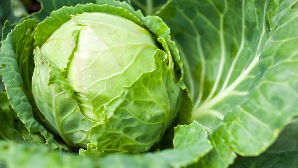 Health Risks Of Eating Too Much Cabbage