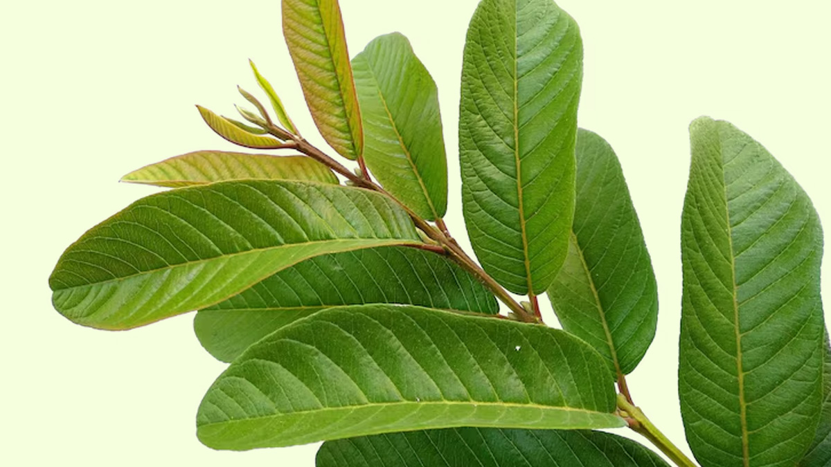 guava-leaves