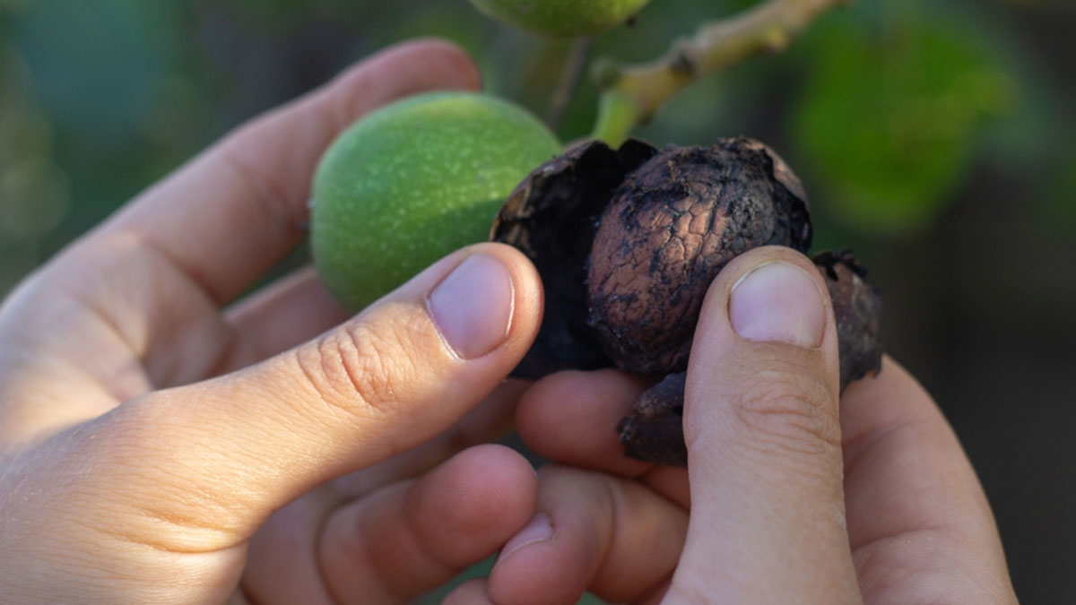 From Decreasing Bad Cholesterol To Reducing Risk Of Clotting, Here Are The Health Benefits Of Black Walnuts