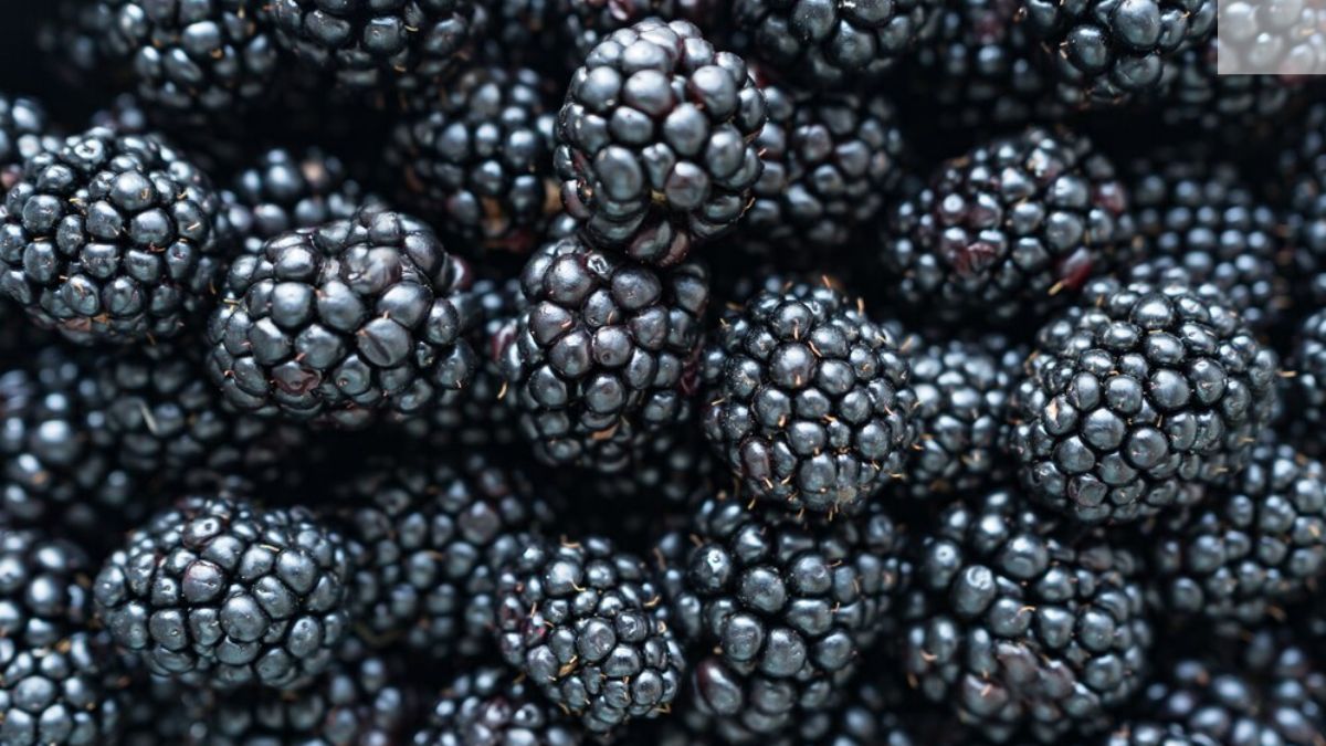 Health Benefits Of Blackberry: Here’s How You Can Include It In Your ...