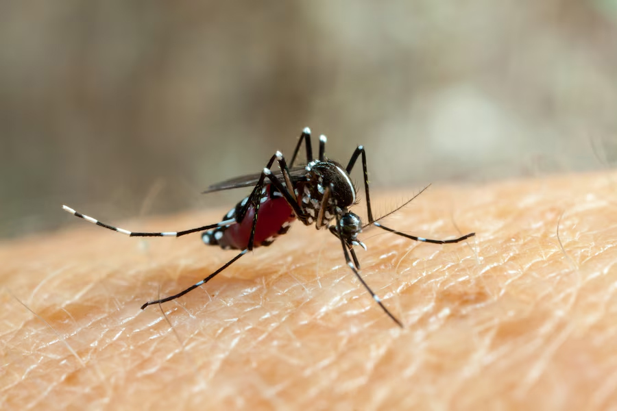 dengue