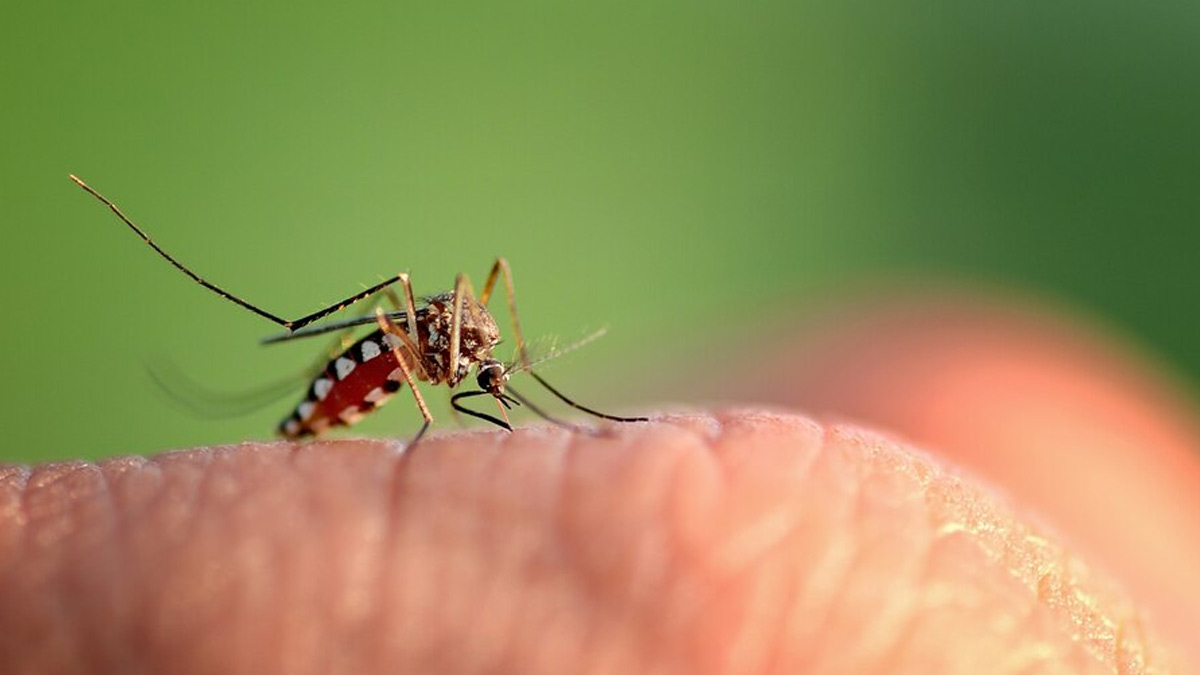 Dengue Prevention During Monsoon: Essential Tips For Staying Safe
