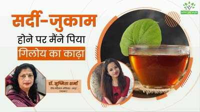 गिलोय का काढ़ा पीने से ठीक हुआ मेरा सर्दी-जुकाम, 7 दिनों तक रोज किया था सेवन, जानें सेवन का सही समय और तरीका 