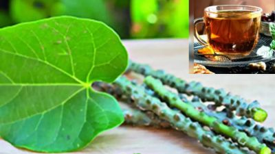 रोज सुबह खाली पेट पिएं गिलोय का काढ़ा, सेहत को मिलेंगे जबरदस्त फायदे