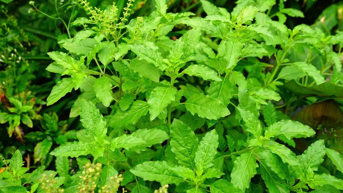 Here Are 7 Tips To Use Tulsi Leaves On An Empty Stomach OnlyMyHealth