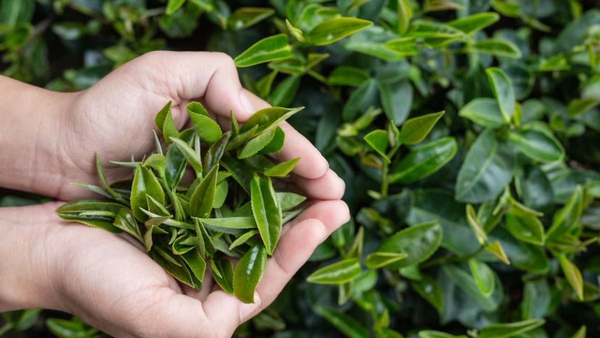 How To Identify Real And Fake Tea Leaves