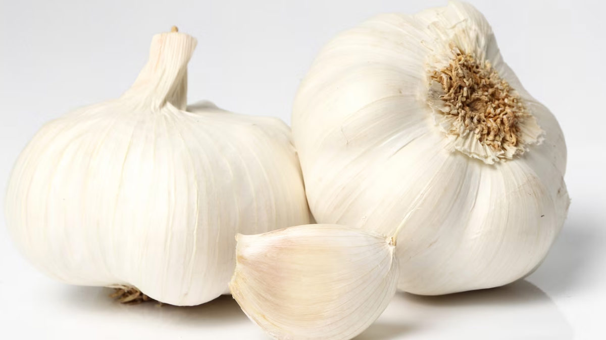 garlic