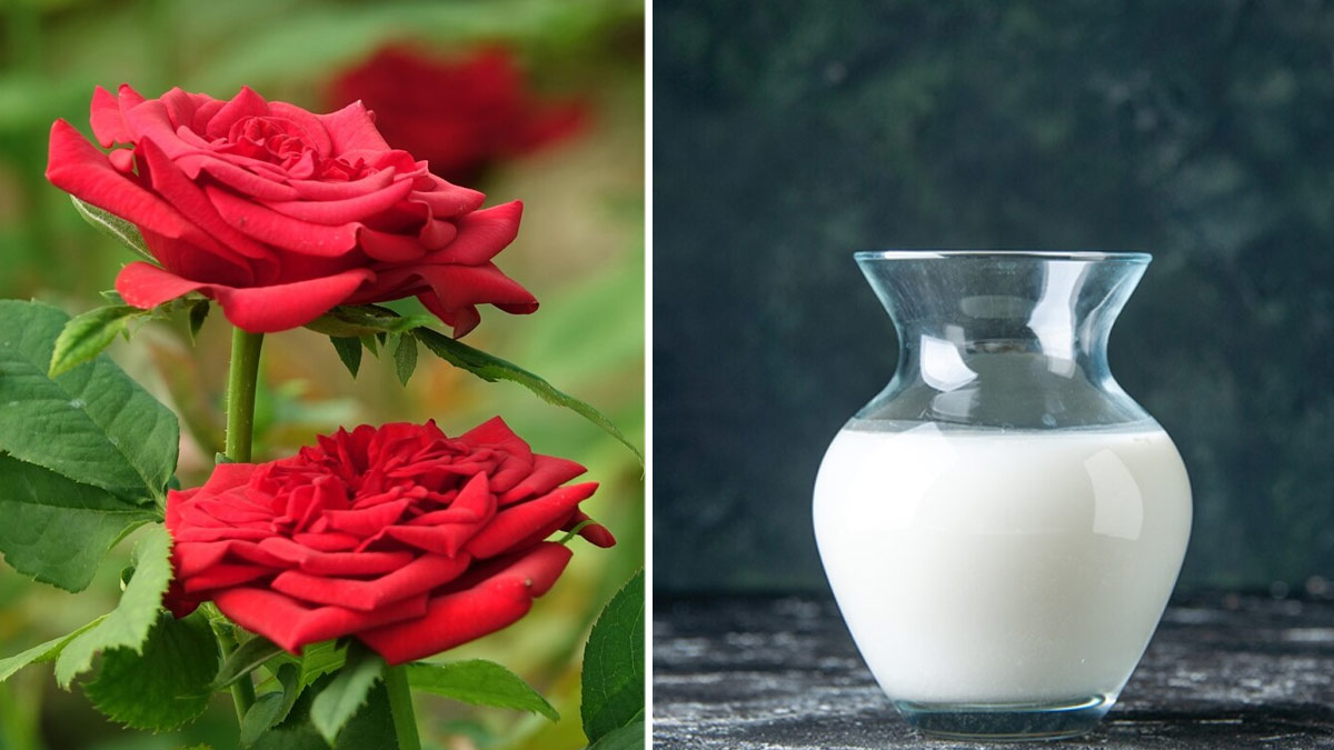 rose-scrub