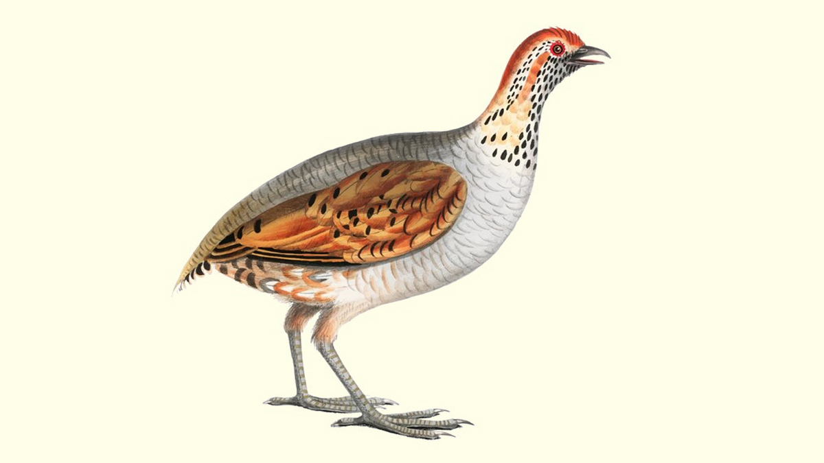 Are There Any Healthy Poultry Other Than Chicken That You Can Eat? Read On To Know
