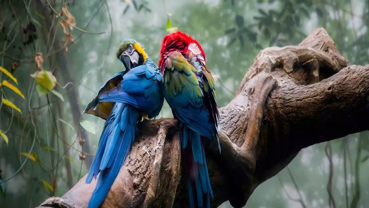 Parrot Fever: यूरोप में तेजी से फैल रहा है पैरेट फीवर, संक्रमित होने से 5 लोगों की गई जान 