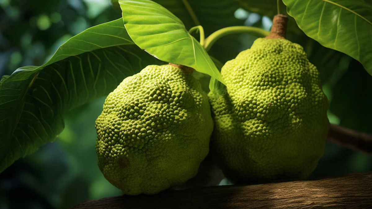 Breadfruit: 5 Health Benefits Of Kamansi | OnlyMyHealth