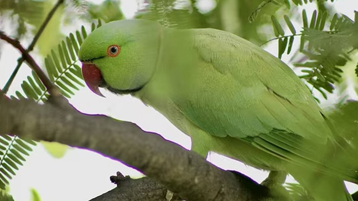 Parrot Fever Outbreak Claims 5 Lives In Europe; Here’s Everything To Know About It