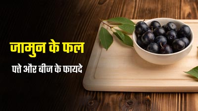जामुन के फल, पत्ते और बीज खाने से सेहत को मिलते हैं कई फायदे, एक्सपर्ट से जानें