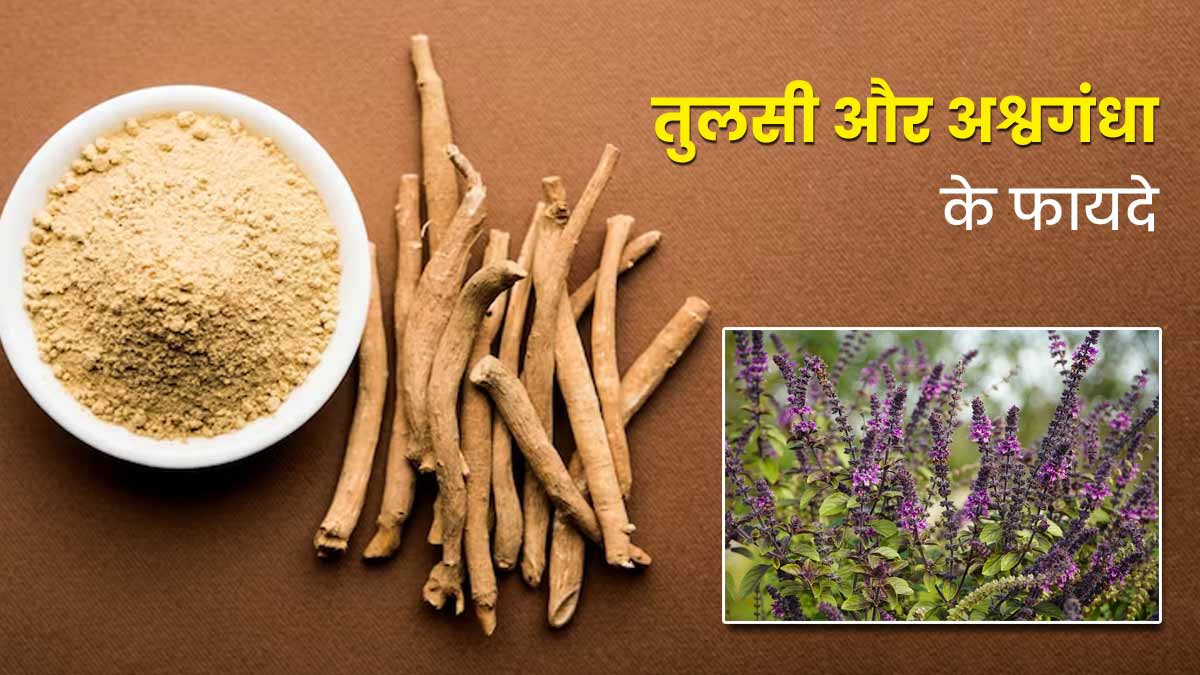 कोर्टिसोल कम करने के लिए ऐसे करें तुलसी और अश्वगंधा का सेवन, जानें फायदे