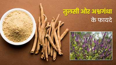 कोर्टिसोल कम करने के लिए ऐसे करें तुलसी और अश्वगंधा का सेवन, जानें फायदे
