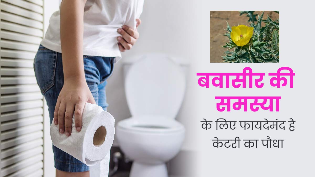  बवासीर की समस्या दूर कर सकता है कटेरी का पौधा, जानें कैसे करें इस्तेमाल? 