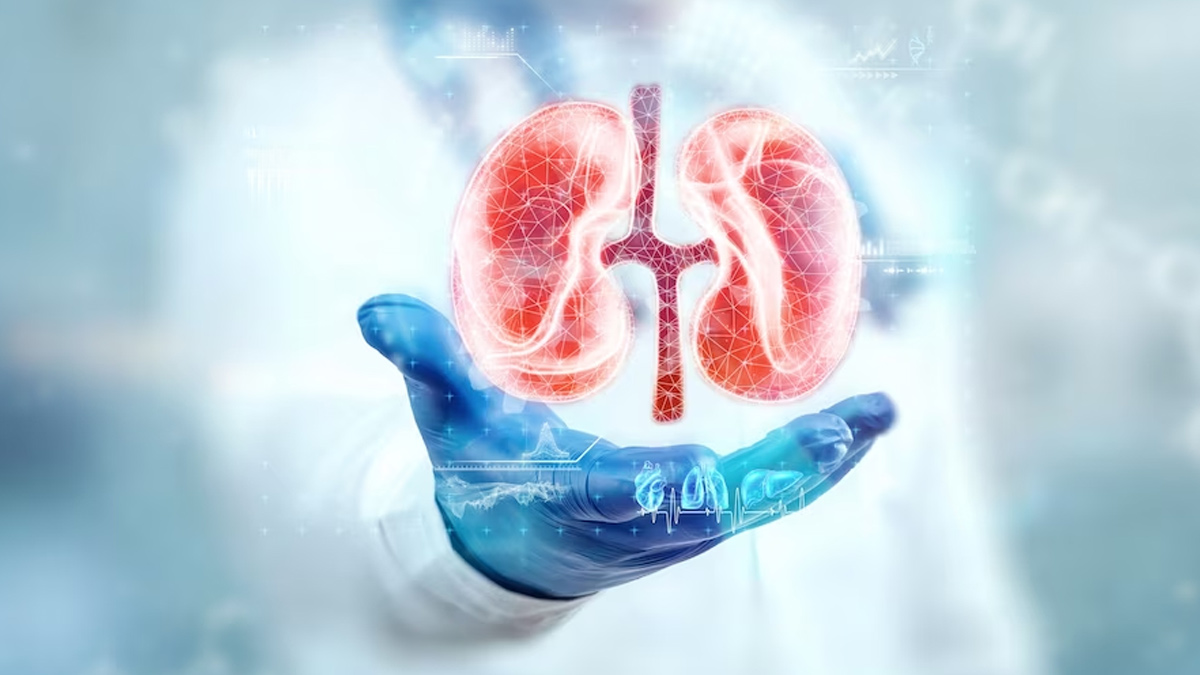 kidney