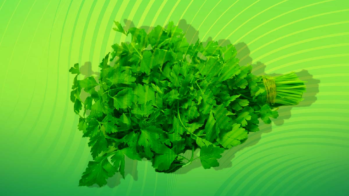 Parsley: How It Is Different From Peppermint In Terms Of Health Benefits