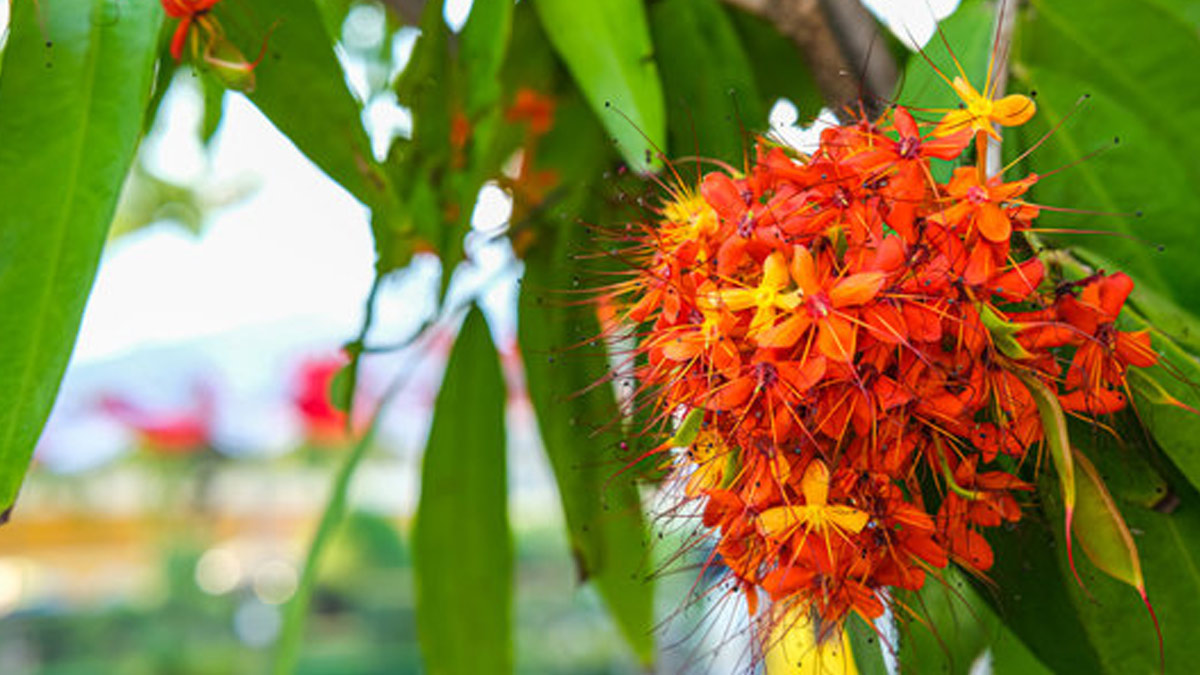 Expert Shares Tips To Use Ashoka To Regulate Period Flow