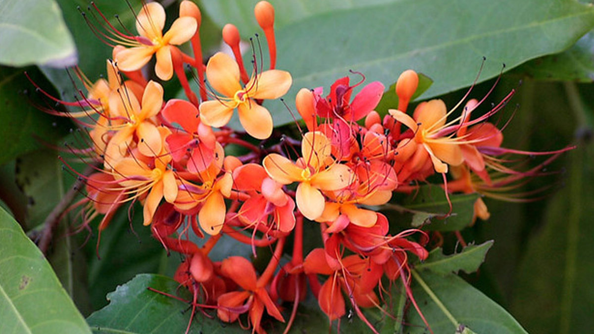 Expert Shares Tips To Use Ashoka To Regulate Period Flow