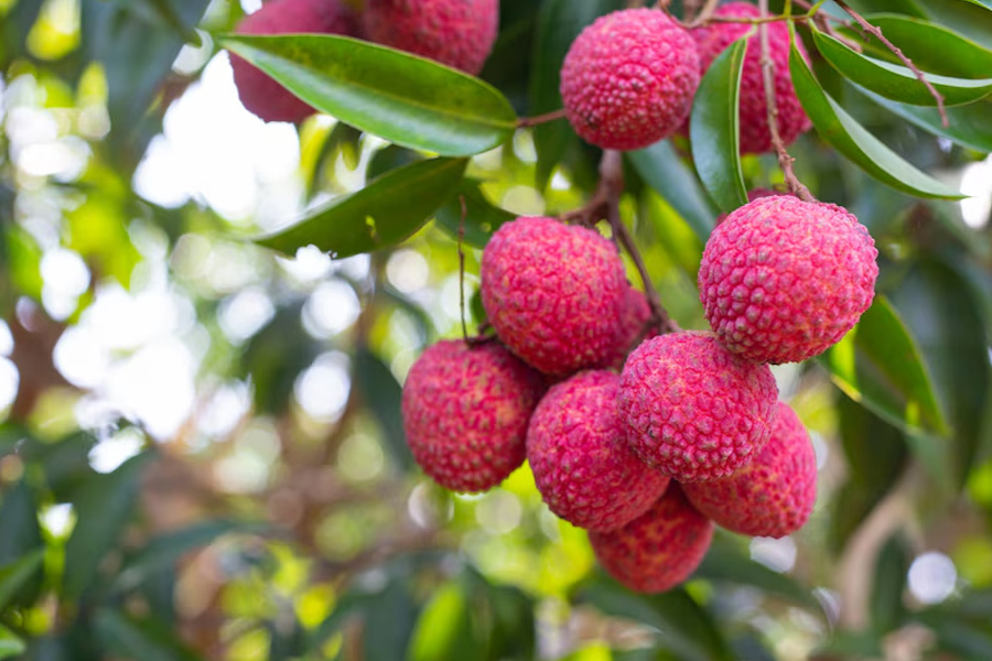 lychee