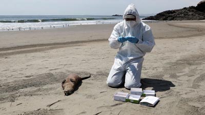 Bird Flu: बर्ड फ्लू के बढ़ते मामलों के बीच वैज्ञानिकों ने जताई चिंता, जानें इस बीमारी के लक्षण 