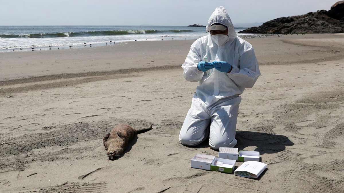 Bird Flu: बर्ड फ्लू के बढ़ते मामलों के बीच वैज्ञानिकों ने जताई चिंता, जानें इस बीमारी के लक्षण 
