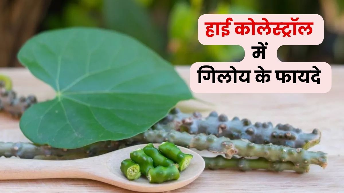 हाई कोलेस्ट्रॉल कंट्रोल करने के लिए पिएं गिलोय का जूस, मिलेंगे जबरदस्त फायदे