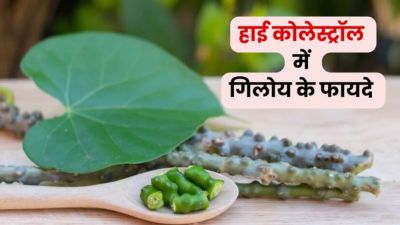 हाई कोलेस्ट्रॉल कंट्रोल करने के लिए पिएं गिलोय का जूस, मिलेंगे जबरदस्त फायदे