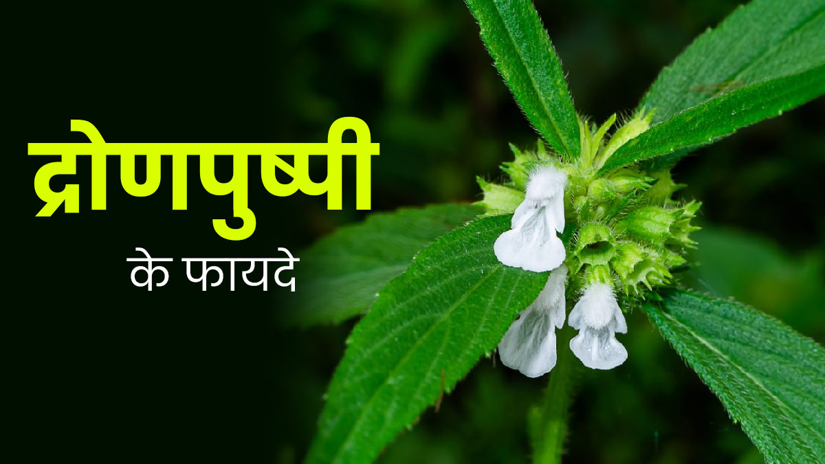 गठिया और अनिद्रा समेत इन 5 समस्याओं को दूर करती है द्रोणपुष्पी जड़ी-बूटी, जानें उपयोग का तरीका