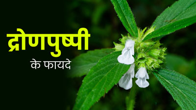 गठिया और अनिद्रा समेत इन 5 समस्याओं को दूर करती है द्रोणपुष्पी जड़ी-बूटी, जानें उपयोग का तरीका