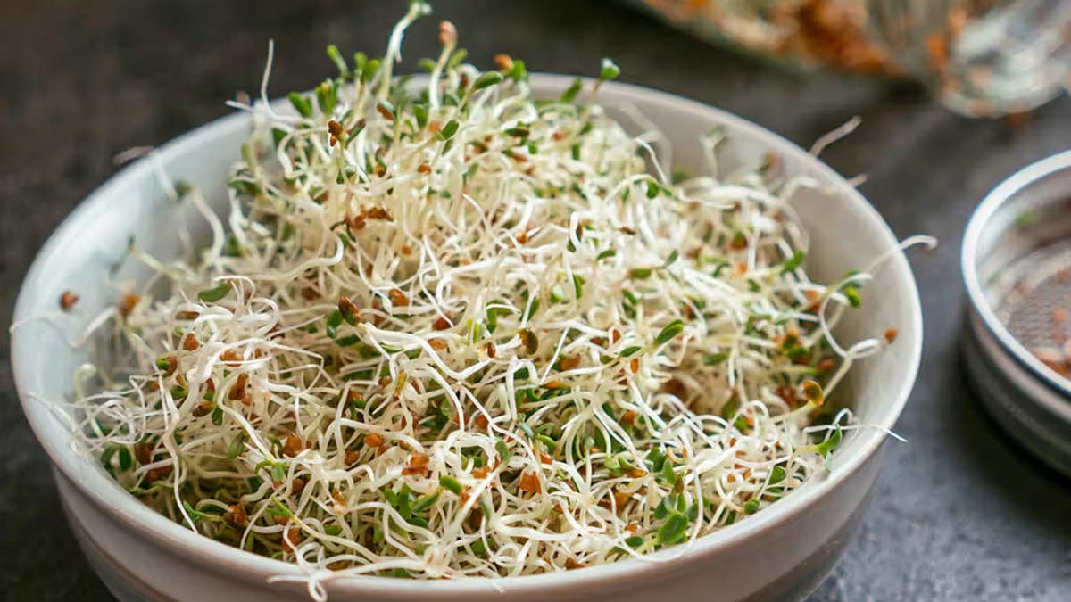 Alfalfa Sprouts: अल्फाल्फा स्प्राउट्स खाने से सेहत को मिलते हैं ये 5 जबरदस्त फायदे, डाइटिशियन से जानें रेसिपी 